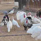 دجاج رومي للبيع