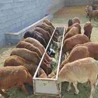 غنم سواكني جذعان