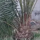 توريد جميع انواع النخل واشجار يوجد لدينا توصيل إلى الموقع و