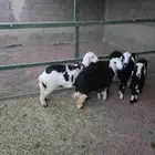 5 رخال نجدية