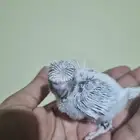 Tame Hugo chick