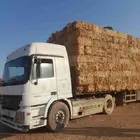 ذره شاميه حبشيه شد جندير تبوك