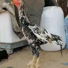ديك ودجاجه باكستاني سندي
