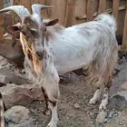 تيس