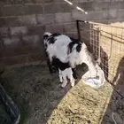 عنز حليب معها خروف وجفره عارضيه مضرع وغنم مواليد