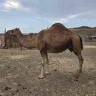 ناقه حمرا ملاقي