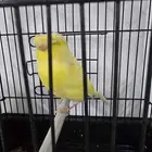 كناري جولستر