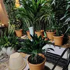 مشتل وتنسيق حدائق بالدمام و عشب طبيعي يوجد لدينا نخيل بجميع