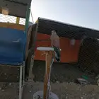شبوط للبيع