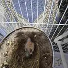 فرغ كناري غر