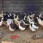 بط بكيني للبيع
