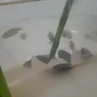 سمك