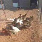 دجاج بلدي للبيع