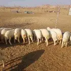 بهم تربيه خرفان فيها 6 رخال والباقي خرفان. تم البيع