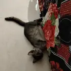 بسس اليفه
