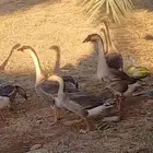 وز عراقي