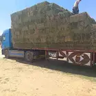 برسيم مخلوط شده طيب