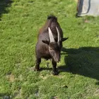 فحل ماعز قزمي