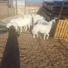 طليان للبيع