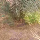 يوجد لدينا فسايل نخيل خلاص حساء