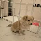 كلب مالتيز للتبني