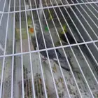 كروان ذكر وذكر مع قفص وسعره علا سوم