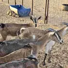معزا ء هجين شرط الصحه العدد 16 بالفحل على السوم