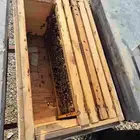 نحل للبيع خلاياء فرنجي