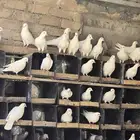 بيع حمام فرنسي