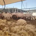 حلاق غنم المزاحمية ديراب الأوسط