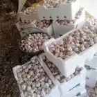 ثوم بلدي للبيع