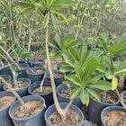 اشجار ياسمين هندي