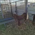 جفره هجين جنوبي