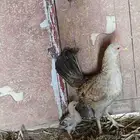 دجاج بلدي وحده معاها فرخ كبير قديه وا ثانيه عادها قريبه تبيض