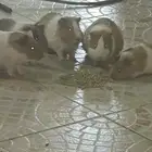 وبر بلدي ليست البرية الممنوعة