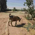 تيس قزمي ست شهور