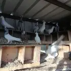حمام مشاكل بين هندي وفرنسي وزجل