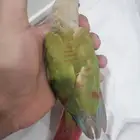 كنيور رد فاكتور