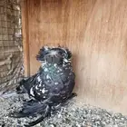 جوز بخاره