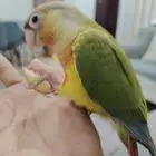 كنيور لمن يجده يتواصل على هاد رقم   جزاكم الله خير