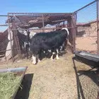 خروف فحل نجدي