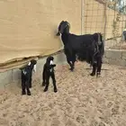 عنز تحتها جفرتين