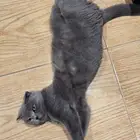 قطه للبيع أنثى