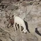 تيس للبيع تقريبا بعمر 6 اشهر بلدي