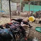 دجاج باكستاني