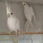 جوز كروان البينو عيون حمر