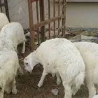 طليان حريه حلال ديره