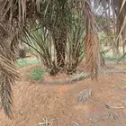 نخل للبيع بجميع انواعها