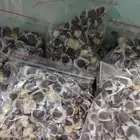 بذور مورنجا