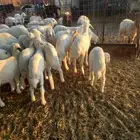 للبيع هرافي حريات ربط مراح واحد طيبات وسليمه شرط